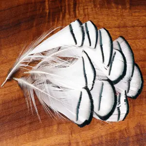 Lady Amherst Pheasant Tippets – Soft, Colorful Feathers For Winged Flies 1