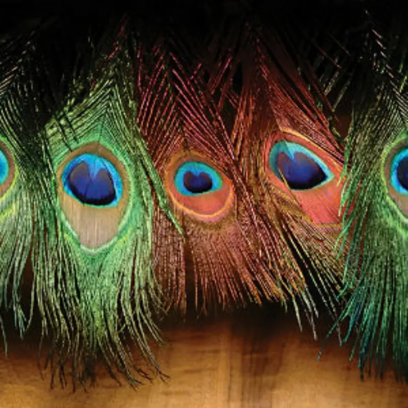 Peacock Eyes – 12-Inch Strips, 10 Per Pack 1