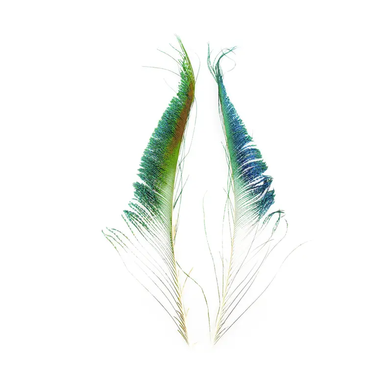 Peacock Swords – Traditional Salmon Fly Wing Material (2-Piece Bag) 1
